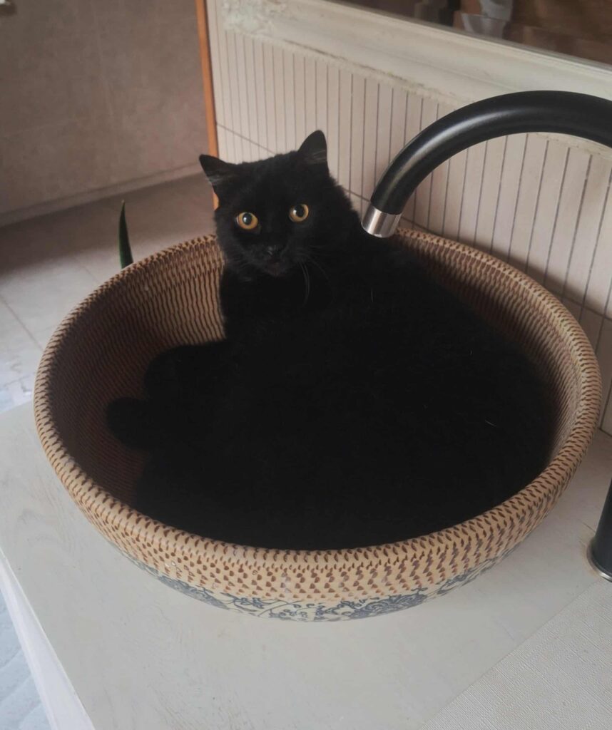 1e03be14 fffc 4ed2 90ca 5294cdaecc07