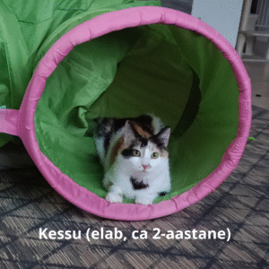 kessu (elab, ca 2 aastane)