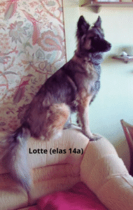lotte (elas 14a)