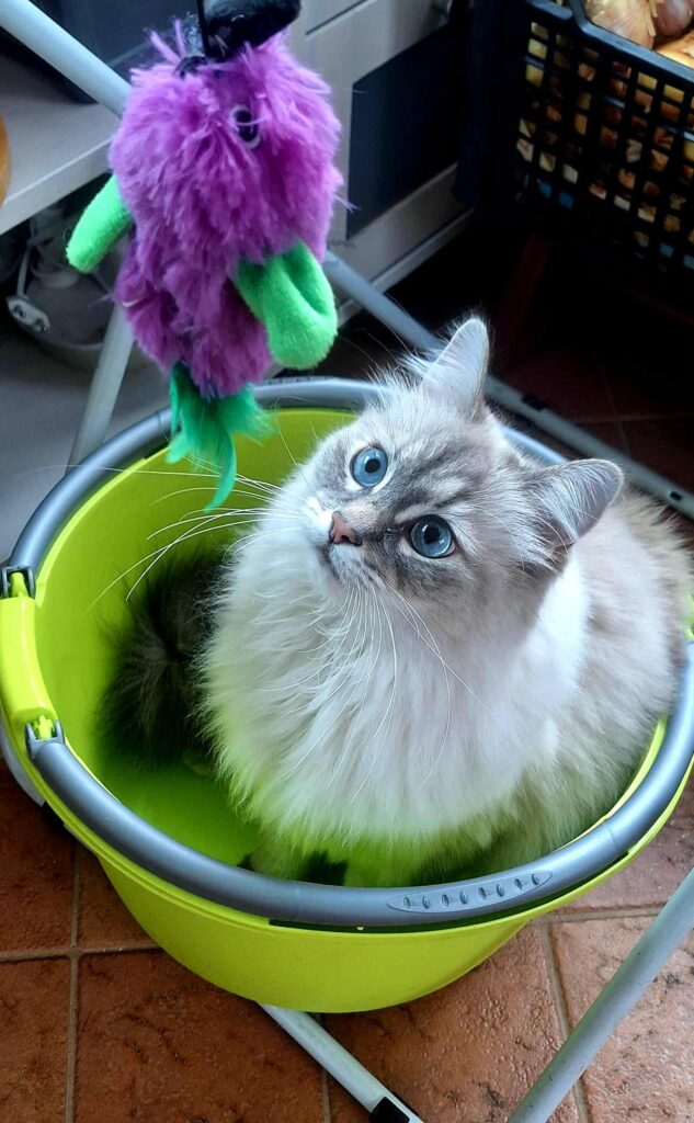 f1ba126f cdab 4a3e 8cdc e8a715775367